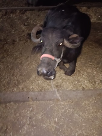 थंबनेल 2