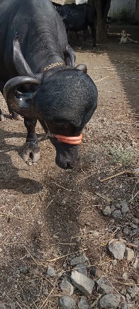 બૈ ખડૈલા વૈસવાનાસે