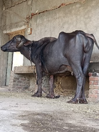 ભેંસ વેચવા ની છે