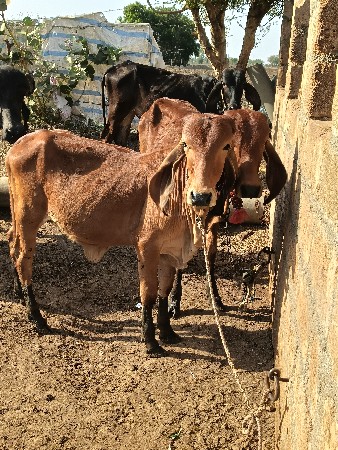 थंबनेल 2