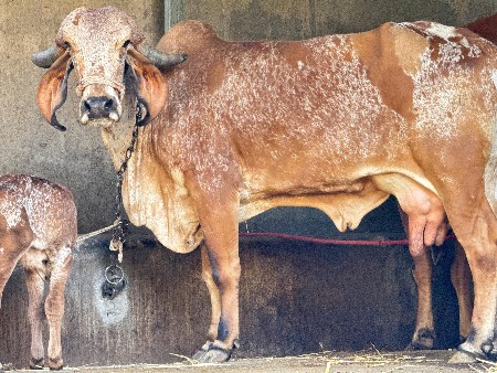 ગીર કાબરી પેલું વેતર હોડકી વેચવાની