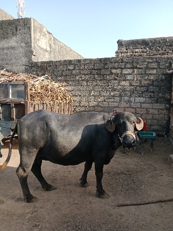 ભૅશ વૅચવા ની છૅ