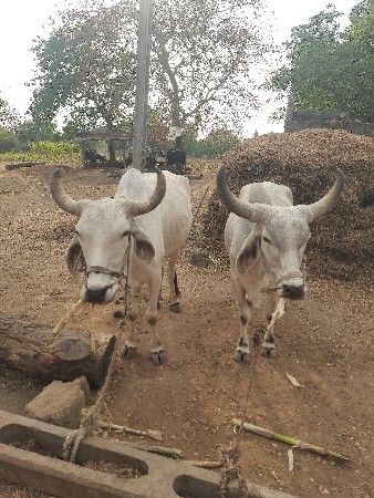 બળદ વેચવાના છે
