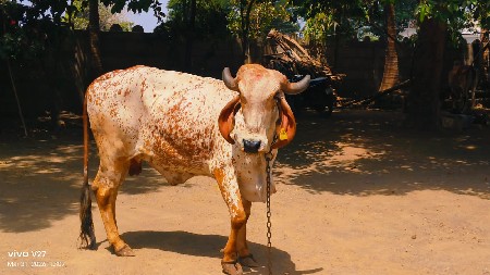 ભાડવા .લાઇન