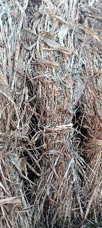 જુવારની સાર સે ડુંડાવાળી