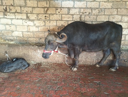 આ ભેસ વેચવાની છે