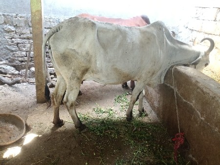 આ ગાય વેચવાની છે