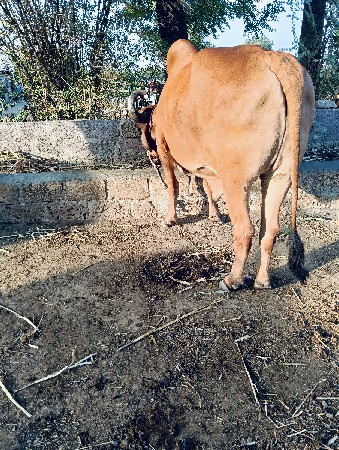બળદ વેચવાનો છે