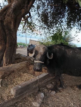 વેચવાની છે