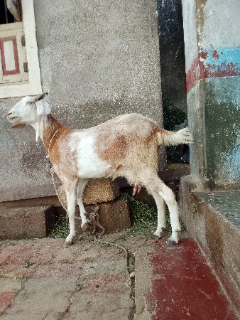 બકરી વેચવાની છે