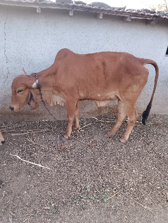 ગીર બે ઓડકી વેચવા ની છે..