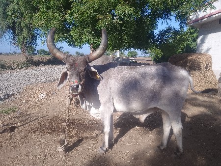 थंबनेल 3