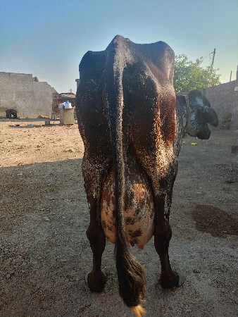 ગાય વેચવાની છે