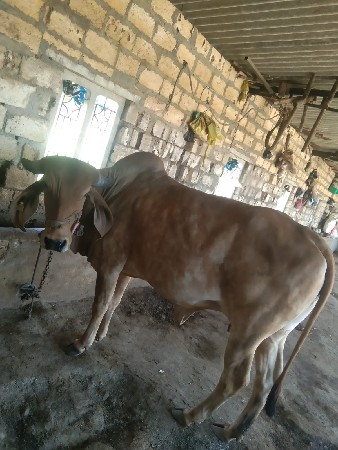ગીર ગાય વહેંચવા ની છે