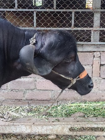 જાફરાબાદી ભેંસ