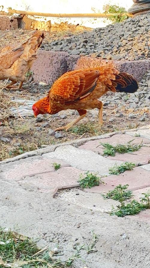 3 aseel murghi 
2desi murgi