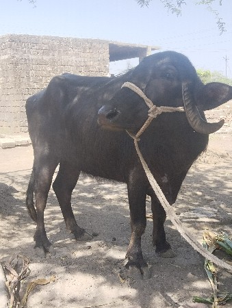 थंबनेल 2