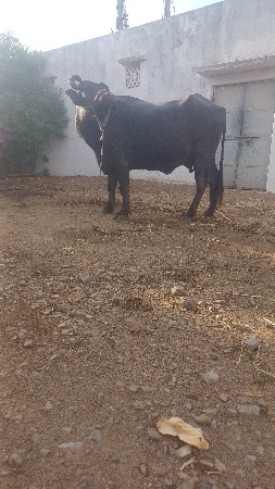 ભેંસ વેચવાની છે