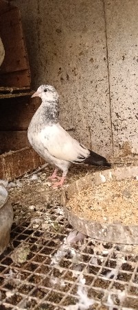 whatsapp નંબર 87 99 17 22 80