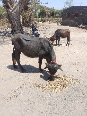 પાડી વેચવાની છે