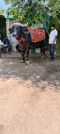 ફુલ વજનવારી ભેંસ મોટી હેવી