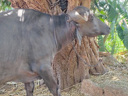 વેચવાની છે