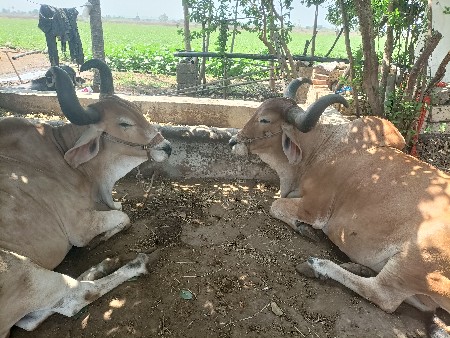 બળદ વેચવાના છે