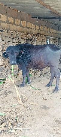 જાફરાબાદી ટોપલી ખડેલી વેચવાની છે