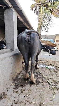 थंबनेल 3