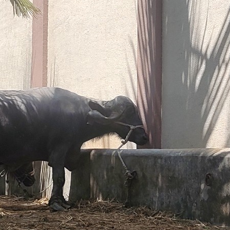 ભેંસ વેચવાની છે