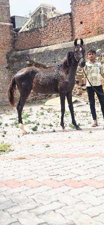 વછેરી વેચવા ની છે