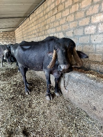 ભેંસ વેચવાની 3.5 દૂઘ આવે