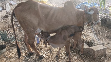 પેલું વેતર નીચે વાછડી