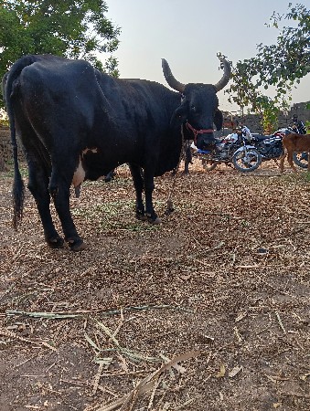 ગીર કોષ ગાય વેચવાની છે