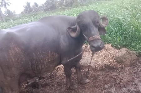 ભેંસ વેચવાની છે