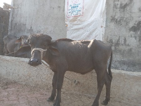 થંબનેલ 2