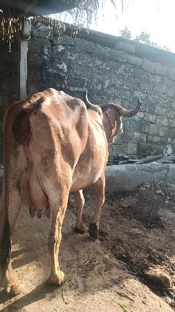 ગાય છે