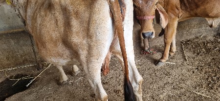 ગાય સોજીસે