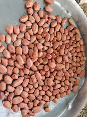 મગફળી નું બિયારણ  k-41