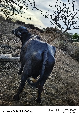 थंबनेल 3