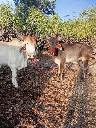 છદાતેછે