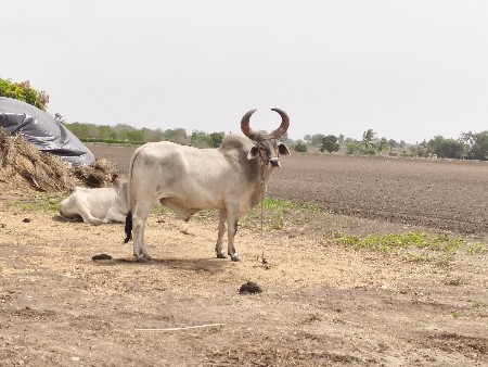 2 વાવણી વાવેલ