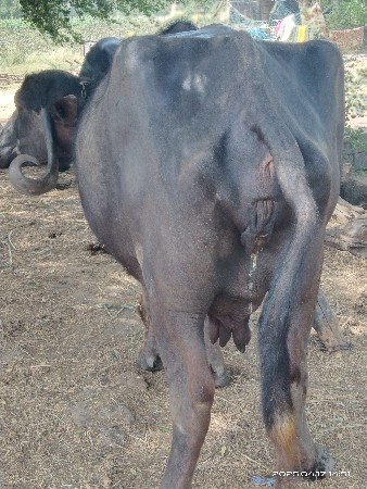 ભેંસ વેચવાની છે
