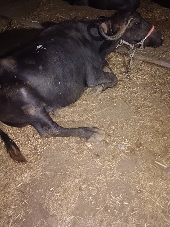 ભેંસ વેચવાની છે