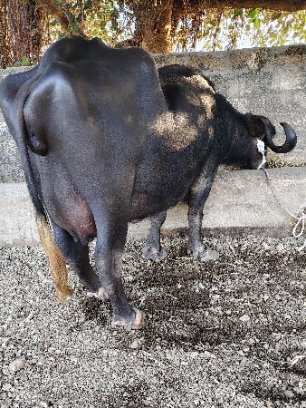 थंबनेल 3