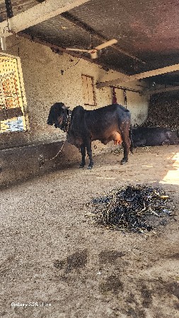 थंबनेल 3