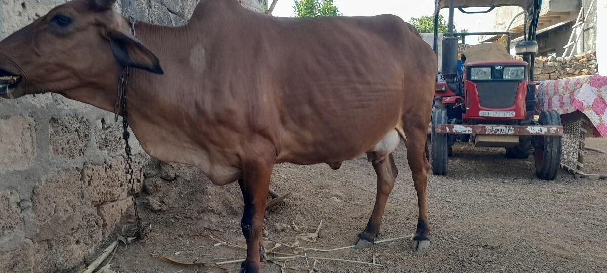 ગાય વેચવાની છે.