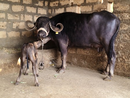 બીજું વેતર ભેંસ