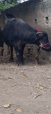 थंबनेल 3