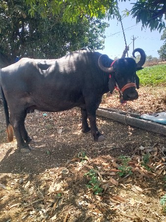 વિજય ભાઈ બારિયા